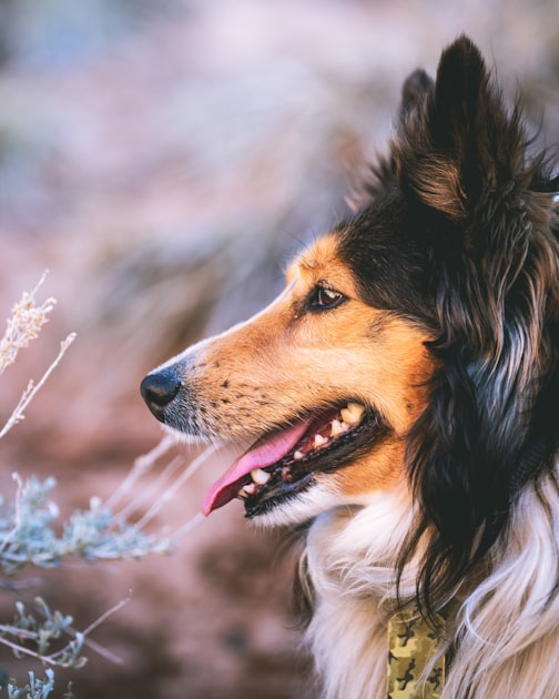 Veterinary Care Essentials