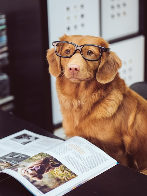 Pet Wellness Tips