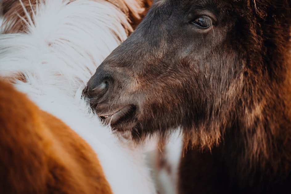Animal Nutrition Basics