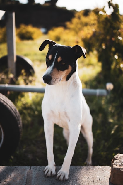 Disease Prevention Strategies